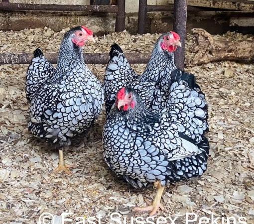 Image 2 of SILVER LACED WYANDOTTE BANTAMS - CHICKS HATCHING NOW