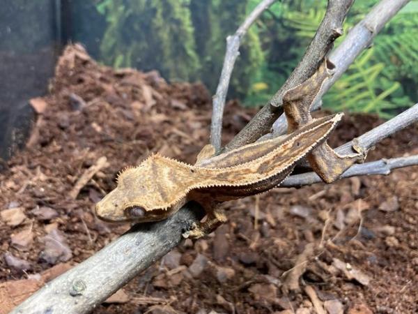 Image 3 of *ON HOLD*  Unsexed juvenile quad stripe crested gecko