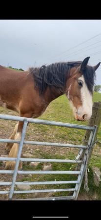Image 2 of 17hh, 5year old Clydesdale gelding