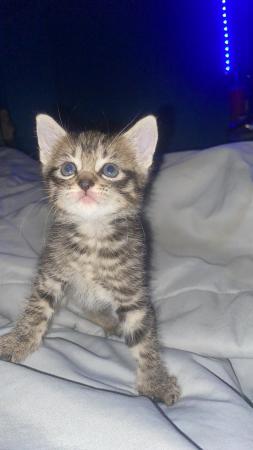 Image 3 of Male Tabby Kitten Ready for new Home !