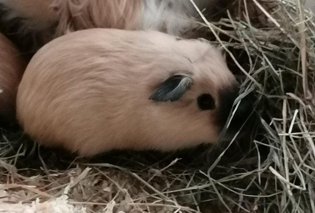 Image 1 of Lovely bonded pair of baby Guinea pigs