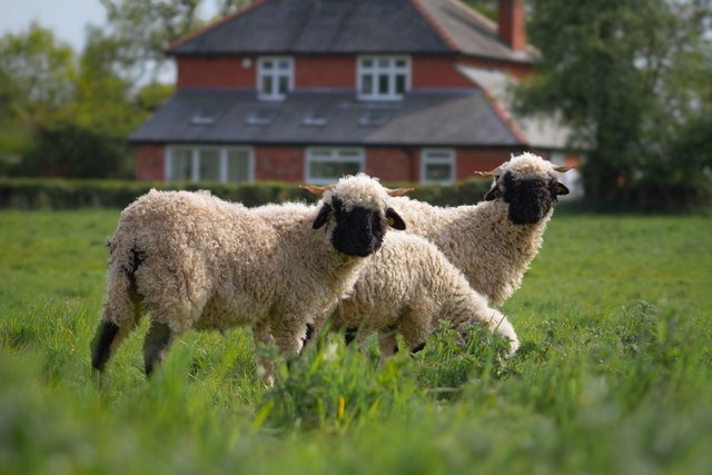 Preview of the first image of Valais Blacknose shearling ewes for sale.