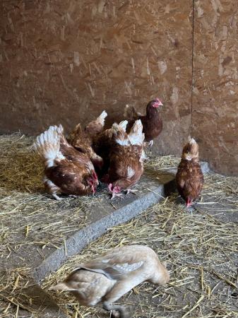 Image 1 of Ex commercial laying hens for sale