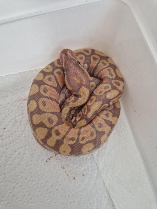Preview of the first image of Baby royal pythons snakes.