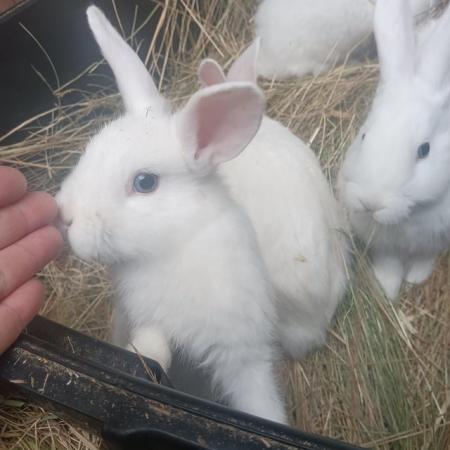 Image 2 of Blue eyed white friendly rabbits