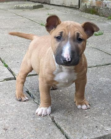 Image 7 of QUALITY K.C. REG PUPS READY NOW