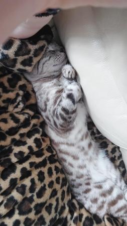 Image 7 of 3 year old female grey bengal for sale