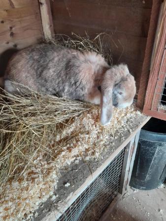 Image 5 of Gorgeous female french lop rabbit