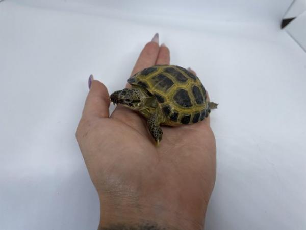 Image 3 of CB23 Horsefield/Russian Tortoises ready for new homes
