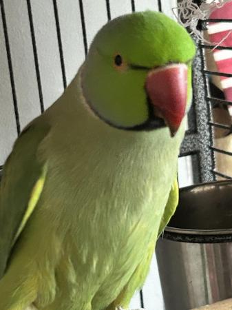 Image 1 of Ringneck parrot for sale with breeding box and cage