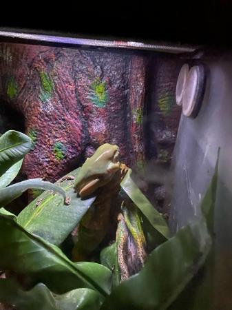 Image 3 of Whites Tree Frog - with full bio set up and heatpad