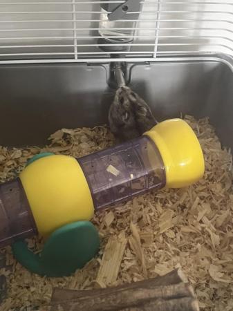 Image 1 of Russian dwarf hamster and accessories