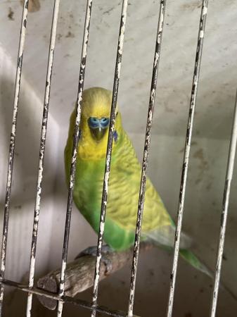 Image 5 of Baby budgies and breeding pair
