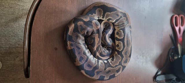 Image 8 of Full collection of ball pythons and racking