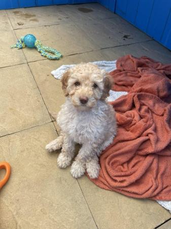 Image 9 of 10 weeks old, poodle cross puppies ready for a new home