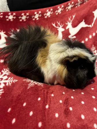 Image 5 of Guinea Pigs for Sale - mixed ages and sexes