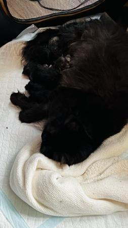 Image 4 of Chinchilla Persian Kitten born 5th April bookings taken.