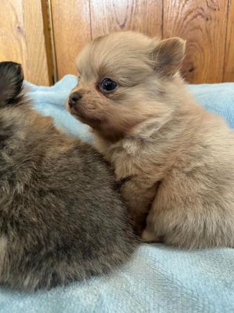 Image 17 of Beautiful Pomeranian x Chihuahua Puppies