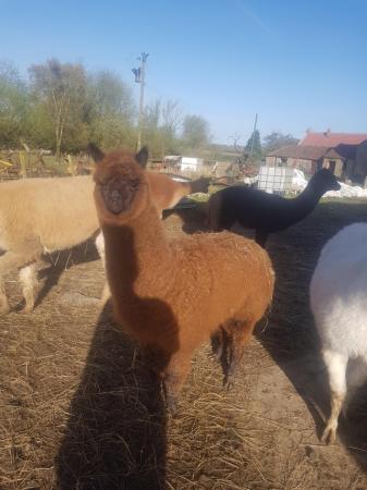 Image 3 of Male alpaca for sale 10 months old