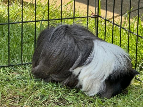 Image 1 of 1 year old female guinea pig, long hair