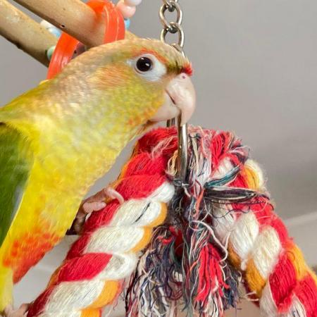 Image 2 of Conure parrot pineapple parakeet bird for sale ready now
