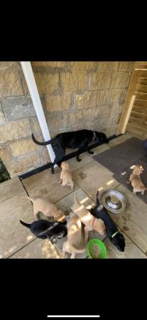 Image 5 of KC registered Labrador Retriever Puppies