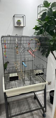 Image 1 of Young Conure with large cage and stand