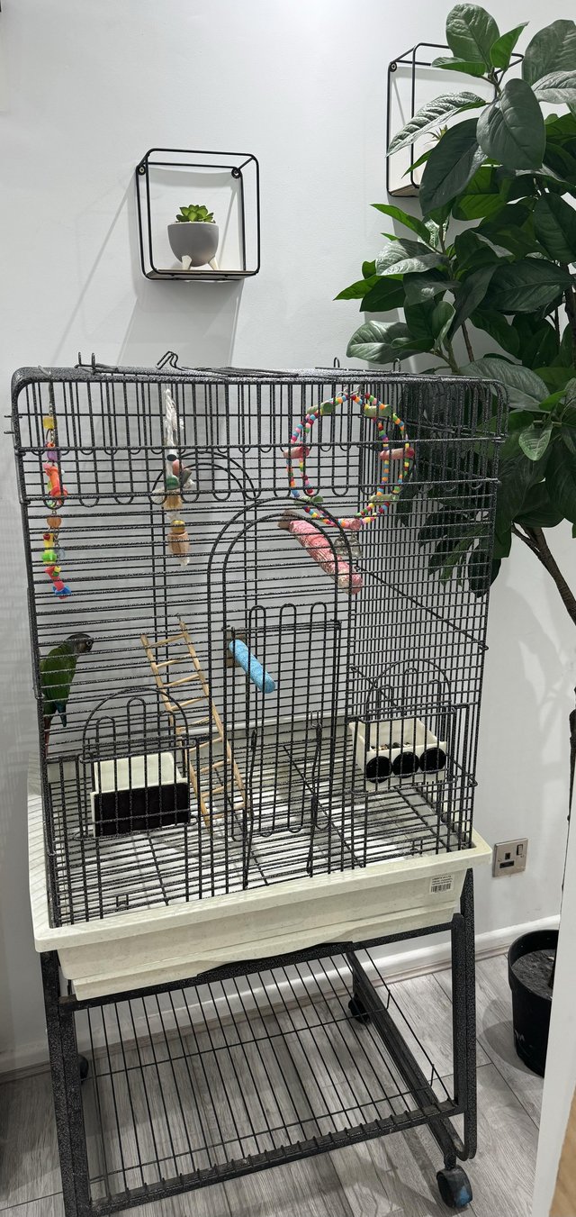 Preview of the first image of Young Conure with large cage and stand.