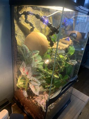 Image 8 of Crested Gecko plus full bio tank setup