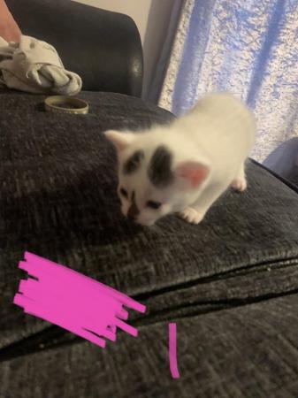 Image 6 of 3 kittens for sale male and female