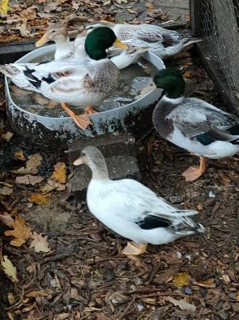 Image 1 of Call duck mini appleyard small ducks- pairs and trios.