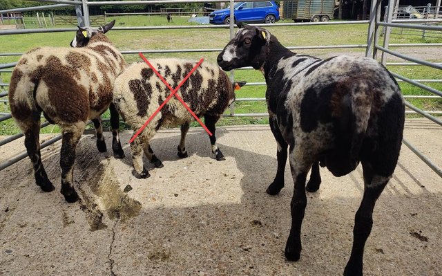 Image 5 of 4-14 mo old 3 Pedigree Dutch Spotted Breeding Rams