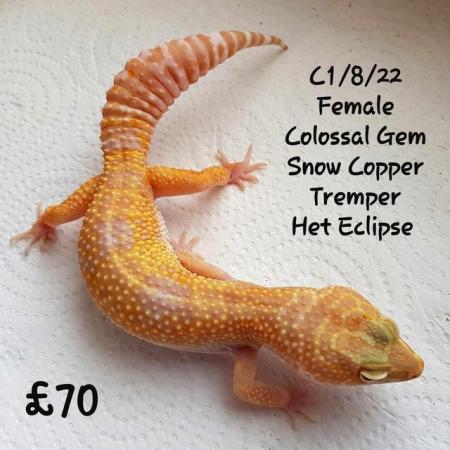 Image 4 of Leopard Geckos Available For New Homes
