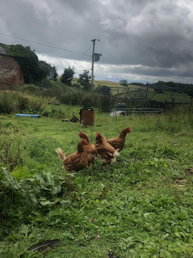 Preview of the first image of Brown laying friendly hens looking for forever homes.