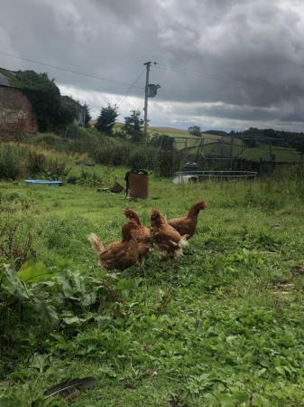 Image 1 of Brown laying friendly hens looking for forever homes