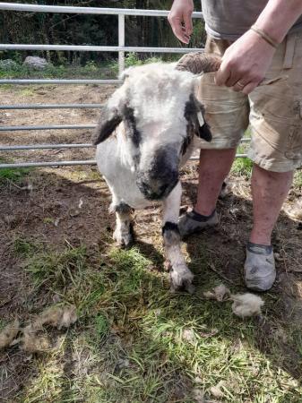 Image 5 of Pedigree blacknose Valais breeding ewes a family of 4