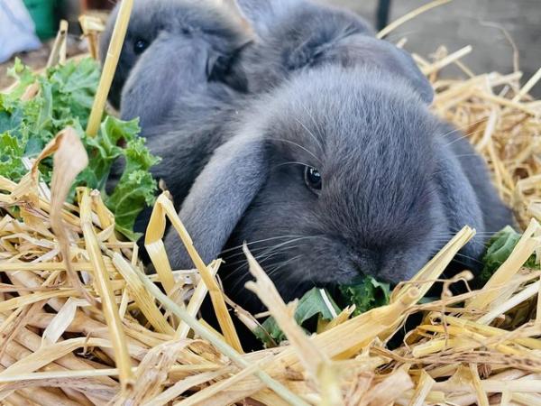 Image 5 of Stunning solid blue miniature lop Buck