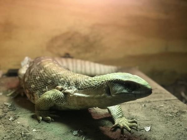 Image 1 of Savannah monitor lizard