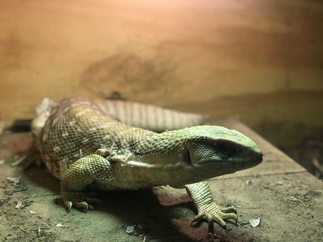 Preview of the first image of Savannah monitor lizard.