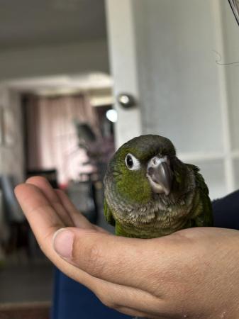 Image 5 of 9 weeks old baby conure for sale
