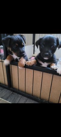 Image 5 of 2 Much Wenlock Jack Russell puppies ( chunky Small