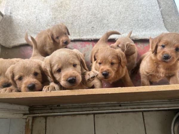 Image 6 of F1 miniature labradoodle puppies