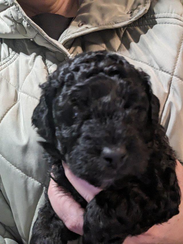 Preview of the first image of Cockapoo pups ready in 4weeks first injections and micro chi.