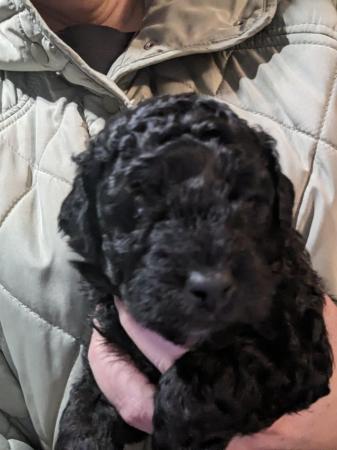 Image 1 of Cockapoo pups ready in 4weeks first injections and micro chi