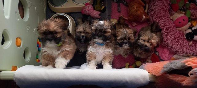Image 3 of Lhasa apso puppiesfor sale