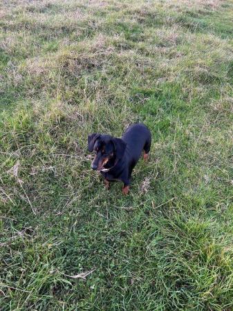 Image 6 of For sale Male Standard Dachshund Puppies