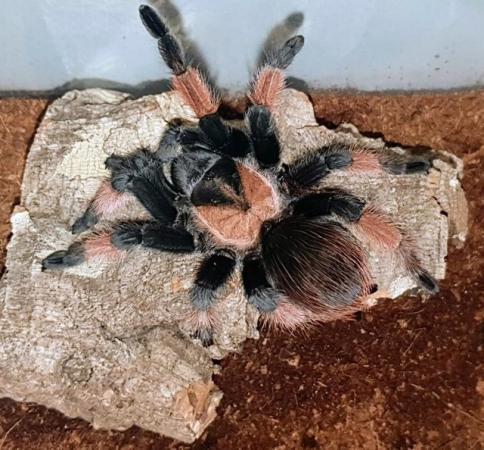 Image 4 of Mexican Red Knee adult tarantula with enclosure
