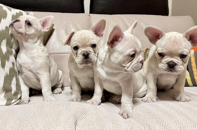 Image 6 of White/Cream French Bulldog Puppies