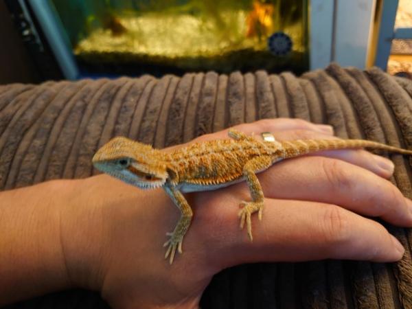 Image 2 of Bearded Dragon for sale with vivarium and all accessories