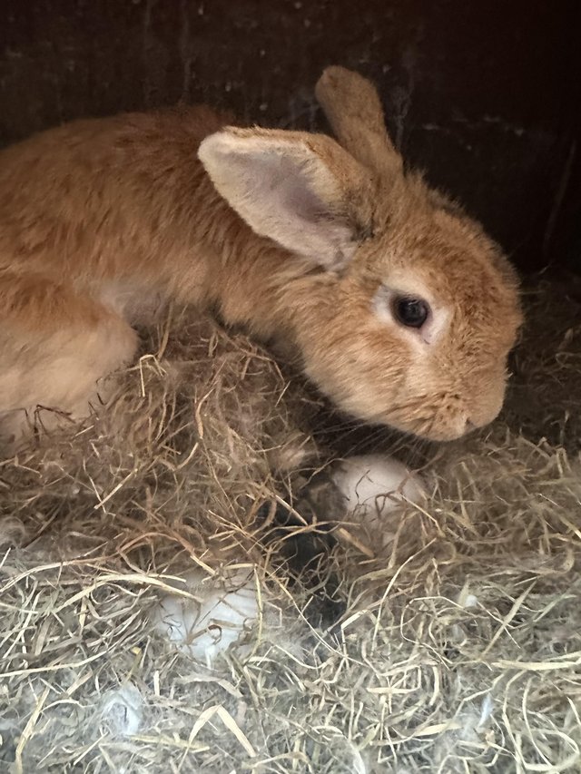Preview of the first image of Lion head female rabbit with free big hutch.